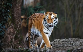 Картинка Тигры, Большие, тигр, кошки, животное, Животные