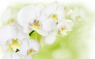 Картинка белых, Орхидеи, Крупным, цветок, белые, Белый, вблизи, орхидея, планом, Цветы, белая