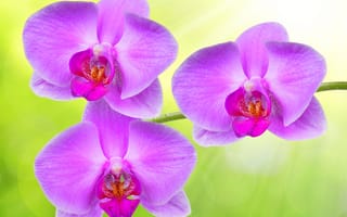 Картинка орхидея, фиолетовых, Цветы, планом, фиолетовые, фиолетовая, Орхидеи, цветок, Крупным, вблизи, Фиолетовый