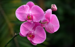 Картинка Орхидеи, фиолетовых, планом, Крупным, фиолетовая, Цветы, вблизи, цветок, фиолетовые, Фиолетовый, орхидея