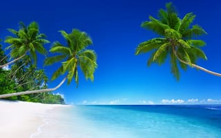 Обои пляже, Море, деревьев, Пляж, дерево, дерева, Природа, Пальмы, Деревья, Тропики, пляжа, пальма, пальм, тропический, пляжи