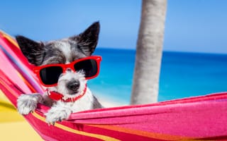 Обои Чихуахуа, собака, очках, Собаки, Очки, Пляж, Животные, пляже, пляжи, животное, пляжа, очков