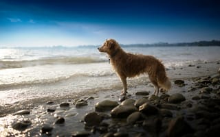 Картинка Собаки, Море, Побережье, собака, Животные, берег, Камни, животное, Камень