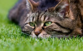 Картинка кот, Трава, животное, Кошки, коты, траве, смотрят, Взгляд, смотрит, кошка, Животные