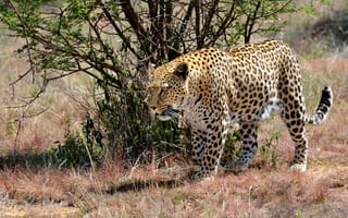 Картинка леопард, Большие, животное, Животные, кошки, Леопарды