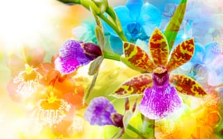 Картинка Орхидеи, Цветы, цветок, Крупным, орхидея, планом, вблизи
