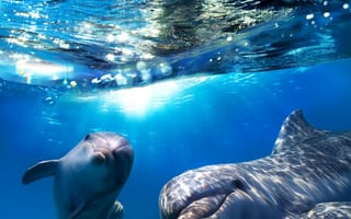 Картинка Дельфины, Подводный, два, вдвоем, животное, Вода, Волны, Двое, Животные, мир, две