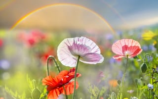 Картинка Радуга, мак, цветок, Маки, Цветы, радуги