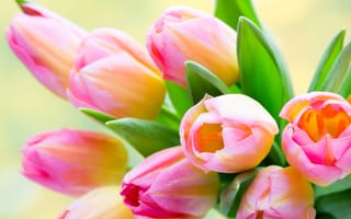 Картинка Тюльпаны, цветок, Цветы, вблизи, планом, тюльпан, Крупным