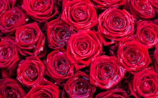 Картинка Текстура, Розы, цветок, Цветы, красных, роза, Много, красные, Красный, красная