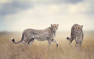 Картинка гепард, Большие, Двое, кошки, Животные, две, вдвоем, животное, Гепарды, два