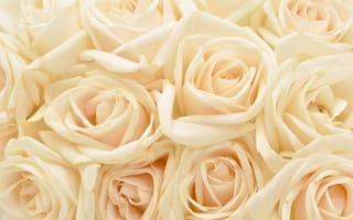 Обои Текстура, Розы, роза, белая, Белый, цветок, белые, Цветы, белых