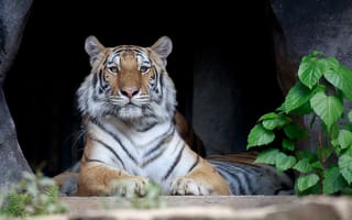 Картинка Тигры, смотрит, Животные, Взгляд, животное, смотрят, тигр