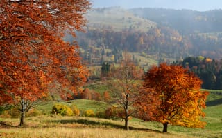 Картинка Франция, Bauges, Осень, дерева, осенние, деревьев, Природа, Деревья, дерево