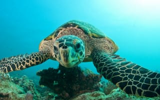 Картинка Черепахи, Подводный, животное, мир, Животные