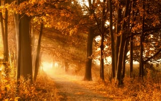 Картинка Лучи, света, Времена, Природа, дерево, Осень, года, Деревья, года, деревьев, осенние, сезон, дерева