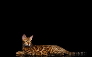 Картинка Бенгальская, кошка, Черный, Взгляд, коты, смотрят, фоне, на, Животные, смотрит, кот, Gold, животное, Кошки, черном