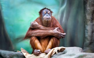 Картинка Обезьяны, Orangutan, обезьяна, смотрят, смотрит, животное, Животные, Взгляд