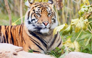 Картинка тигр, смотрят, смотрит, Взгляд, Тигры, Животные, животное