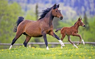 Обои Лошади, Детеныши, бегущая, два, Трава, Двое, бегущий, Животные, две, траве, Бег, вдвоем, бежит, лошадь, животное