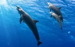 Картинка Дельфины, Подводный, втроем, три, Вода, мир, Трое, Животные, животное