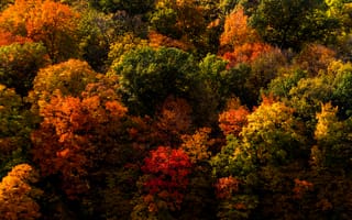 Картинка Природа, осенние, года, Времена, дерево, Осень, дерева, сезон, Деревья, деревьев