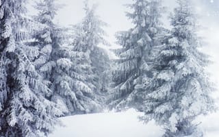 Обои ели, Зима, деревьев, Ель, снега, зимние, Деревья, дерево, дерева, Снег, снегу, снеге, Природа