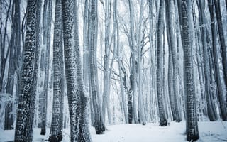 Обои Зима, Природа, лес, Деревья, Снег, снега, дерева, снегу, Ствол, деревьев, дерево, Леса, зимние, снеге