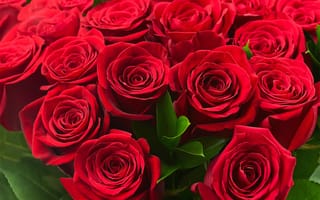 Картинка роза, Красный, Крупным, планом, Цветы, красных, Розы, красные, красная, вблизи, цветок