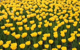 Обои Желтый, тюльпан, желтая, Тюльпаны, Много, Цветы, цветок, Поля, желтых, желтые