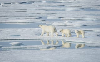 Обои полярный, Медведи, медведь, Лед, три, льда, Трое, северный, Вода, Животные, Детеныши, животное, втроем, Белые