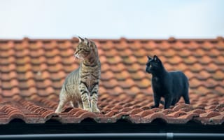 Обои коты, два, вдвоем, краши, две, крыше, животное, Животные, Кошки, кот, Двое, кошка, Крыша