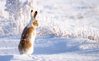 Обои Зайцы, снега, Снег, животное, снегу, Животные, снеге
