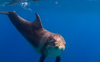 Картинка Дельфины, Подводный, мир, Животные, животное