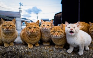 Картинка Кошки, Рыжий, рыжие, животное, кот, коты, кошка, рыжая, Животные
