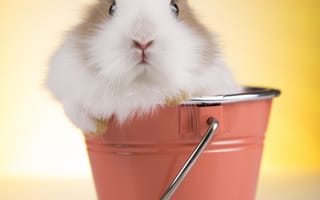 Картинка Кролики, Ведро, животное, Животные, ведре, ведра