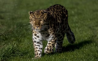 Картинка леопард, Большие, кошки, траве, Леопарды, Животные, животное, Трава