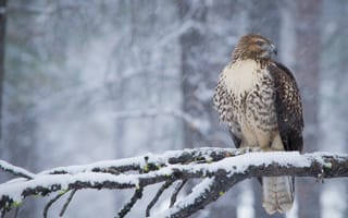 Обои птица, Ястреб, Снег, Зима, на, Red-tailed, Птицы, животное, снега, ветке, ветка, Ветки, снегу, снеге, hawk, зимние, Животные, ветвь