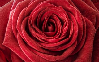 Картинка роза, красные, вблизи, Макро, планом, красных, Крупным, Макросъёмка, Розы, Цветы, Красный, красная, цветок