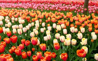 Картинка Нидерланды, Keukenhof, Парки, тюльпан, Тюльпаны, Цветы, парк, голландия, цветок, Много