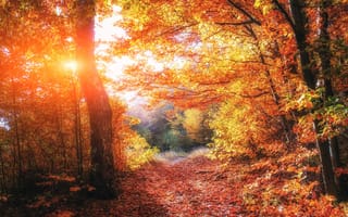 Обои Листья, Осень, деревьев, Природа, лист, дерево, Деревья, Листва, осенние, дерева, лес, Леса