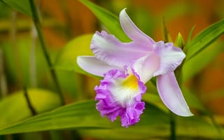 Картинка Cattleya, орхидея, Орхидеи, планом, вблизи, цветок, Цветы, Крупным