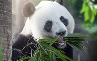 Картинка бамбуковый, медведь, Медведи, Панды, животное, Листья, Листва, Животные, лист