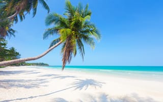 Картинка пляжи, Природа, Пляж, пальм, пляже, тропический, пальма, пляжа, Пальмы, Тропики