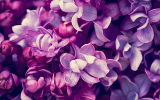 Картинка фиолетовых, Макро, Крупным, фиолетовая, Сирень, планом, фиолетовые, вблизи, Фиолетовый, цветок, Макросъёмка, Цветы