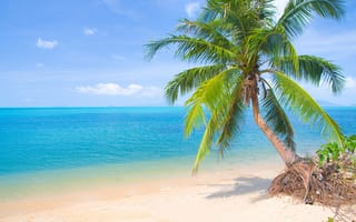 Обои пляжа, Море, Природа, Деревья, дерева, Пляж, пляжи, пальма, пляже, горизонта, пальм, дерево, Горизонт, деревьев, Пальмы
