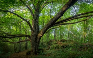 Картинка Бавария, Германия, Природа, деревьев, дерева, Ствол, лес, дерево, Деревья, Леса