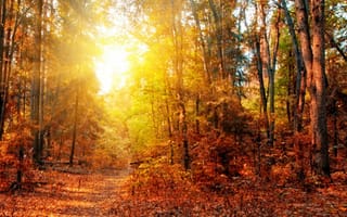 Картинка Осень, тропы, Времена, тропинка, Природа, года, осенние, лес, сезон, дерева, Тропа, Деревья, дерево, деревьев, Леса