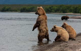 Картинка Камчатка, Бурые, Вода, Lake, Россия, медведь, Медведи, Kurile, животное, Гризли, Озеро, Животные