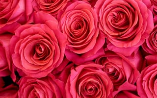 Картинка роза, Розовый, Крупным, планом, розовая, розовых, Розы, розовые, цветок, вблизи, Цветы